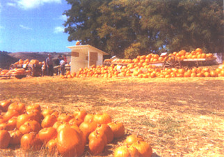 Early Roadside Stand at Jack Creek Farms
